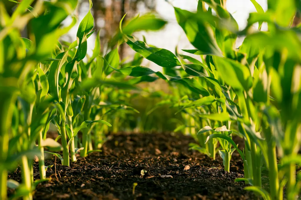Team of agronomists collaborating in a field